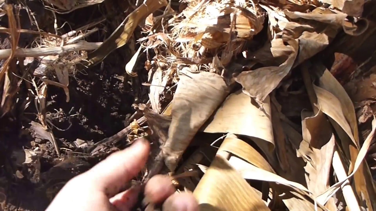 PermaTip Benefits of Heavy Mulch YouTube
