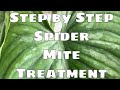 Step by step How to Get Rid of Spider Mites on House Plants Organic Spider Mite Treatment Neem OIl