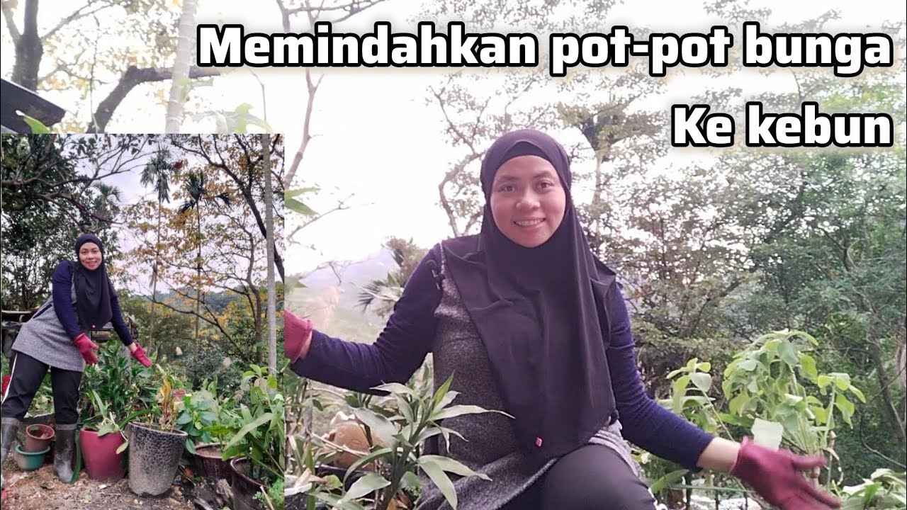 MEMINDAHKAN POT-POT BUNGA DARI RUMAH KE KEBUN 