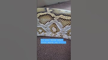 what is this mark on this giant python ? #shortsvideo #youtubeshorts #pets #animals #shorts