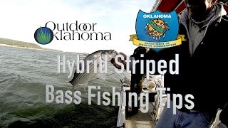 Hybrid Striped Bass Fishing Tips extra (Carolina Rig, Fish Cleaning)