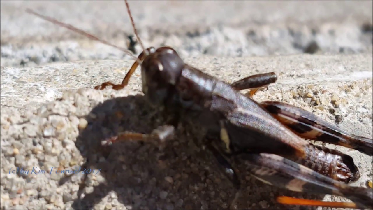Cute Cricket See Face Breathing Close Up Footage YouTube cute-cricket-see-face-breathing-close-up-footage-youtube