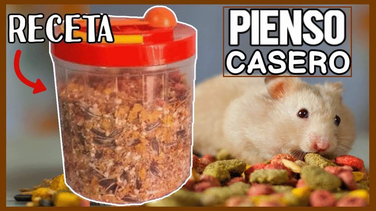 frontera agujas del reloj Cargado PIENSO CASERO para HAMSTER 🐹 (COMIDA para HAMSTERS) - YouTube