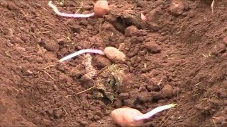 Cultivo de patatas en el huerto orgánico
