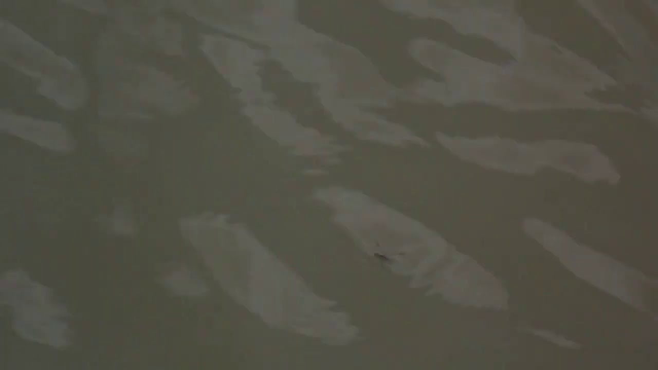Water Striders, Water Skeeters, Water Scooters, Water Bugs, Pond Skaters, Water Skippers, Jesus Bug