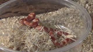UNBOXING BABY CORN SNAKE - (SnakesatSunset Review)