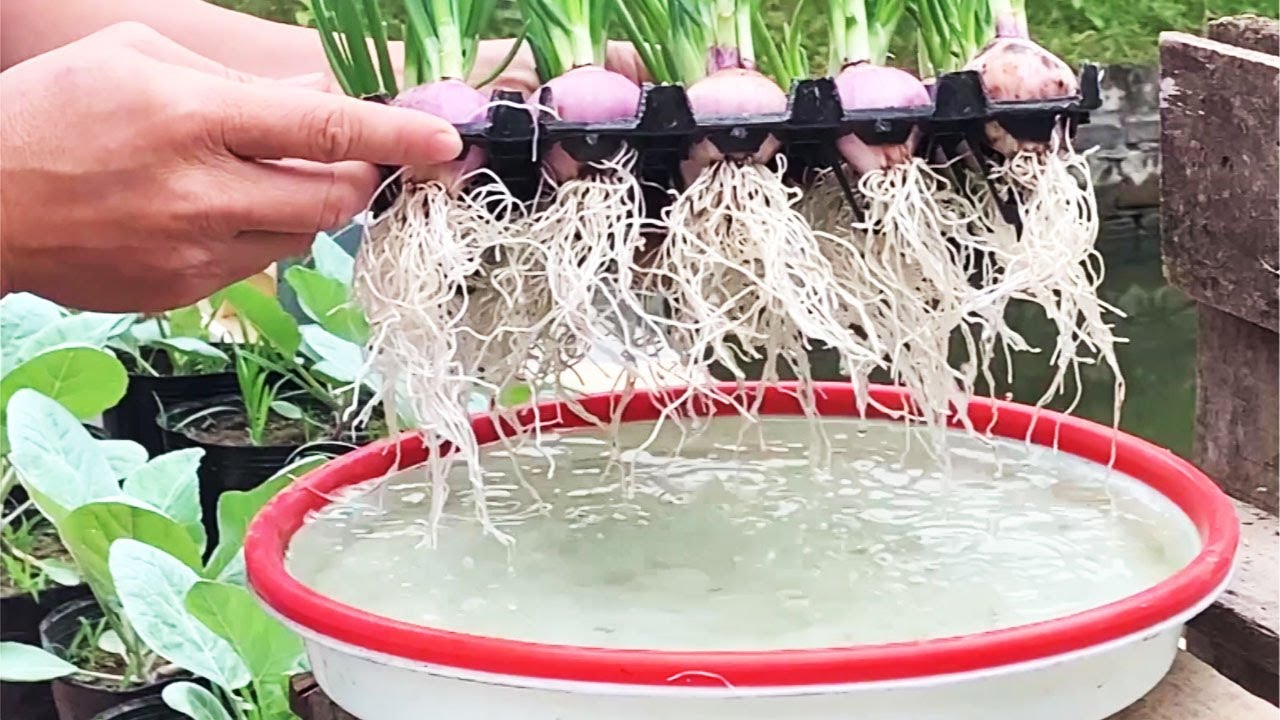 How to Grow Onion Root  