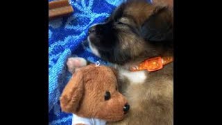 Puppy Gives Teddy Bear Sleep Time Cuddles || ViralHog