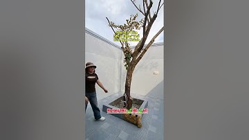 🏠 BÁN NHÀ MẶT TIỀN NHỰA THÔNG 🚛 130m2 THỔ,#bannhabinhchanhphuonghang ,#nhadep,#batdongsan,#nhadat