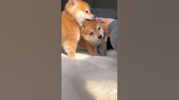 this is my cute dogs dog rawdogfooddiet puppy eating cute dogfights pets dogfood animals