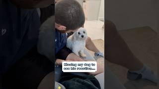 Kiss your dog and see how it reacts #dog #funny #dunnyvideo #funnymoment #cutedog