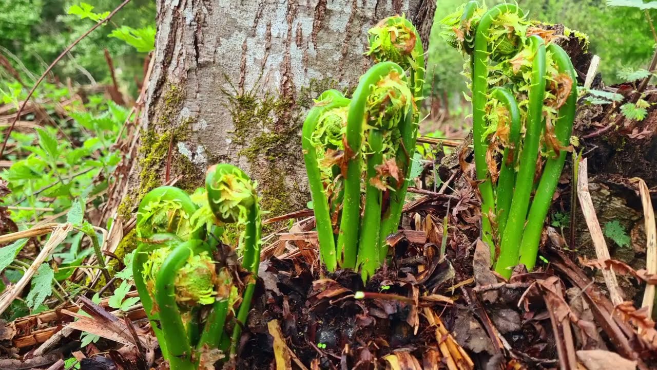 วันนี้โชดดีเจอแต่ผักกูดมีแต่กองามๆใหญ่ๆเลยค่ะไปลุยกับยายพรเลยค่ะ18/4/2024🍀🏔🇦🇹