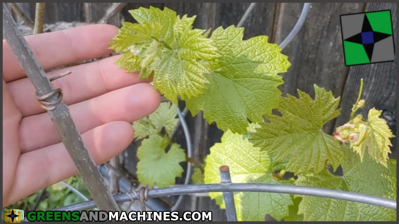 The 7th Year in the Vineyard! | Budbreak March 2021