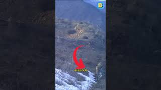 Anadolu Parsı Ilk Kez Görüntülendi