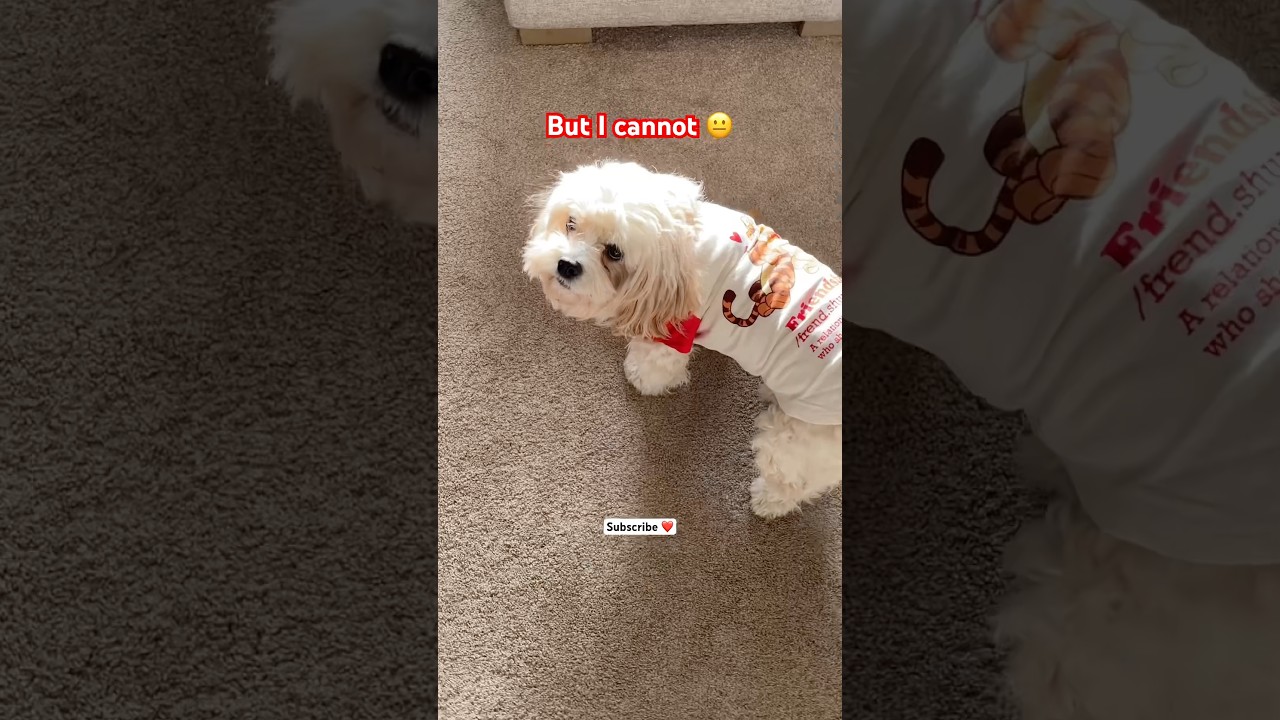 When You Miss Them Quietly🐶💌