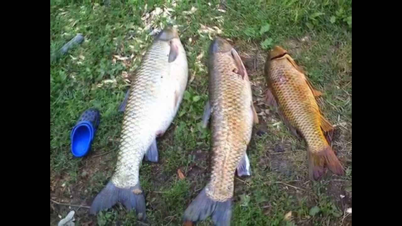 Spearfishingcarp,carp grass,catfishpics! YouTube