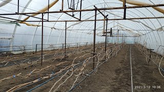 видео: ПОДВЯЗКА И ФОРМИРОВАНИЕ ВИНОГРАДА ЗИМОЙ В ТЕПЛИЦЕ. картинка: ПОДВЯЗКА И ФОРМИРОВАНИЕ ВИНОГРАДА ЗИМОЙ В ТЕПЛИЦЕ.