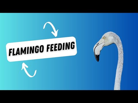 Flamingo Feeding #duabi #rasalkhor #wildlifesanctuary #flamingo #feeding #mustvisit #mustwatch