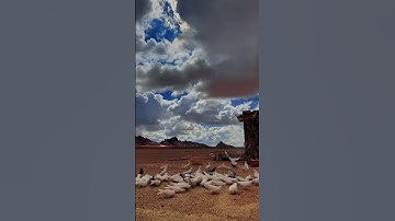 اليوم تجزى كل نفس بما كسبت .. تلاوه خاشعه