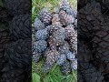 Горный Алтай