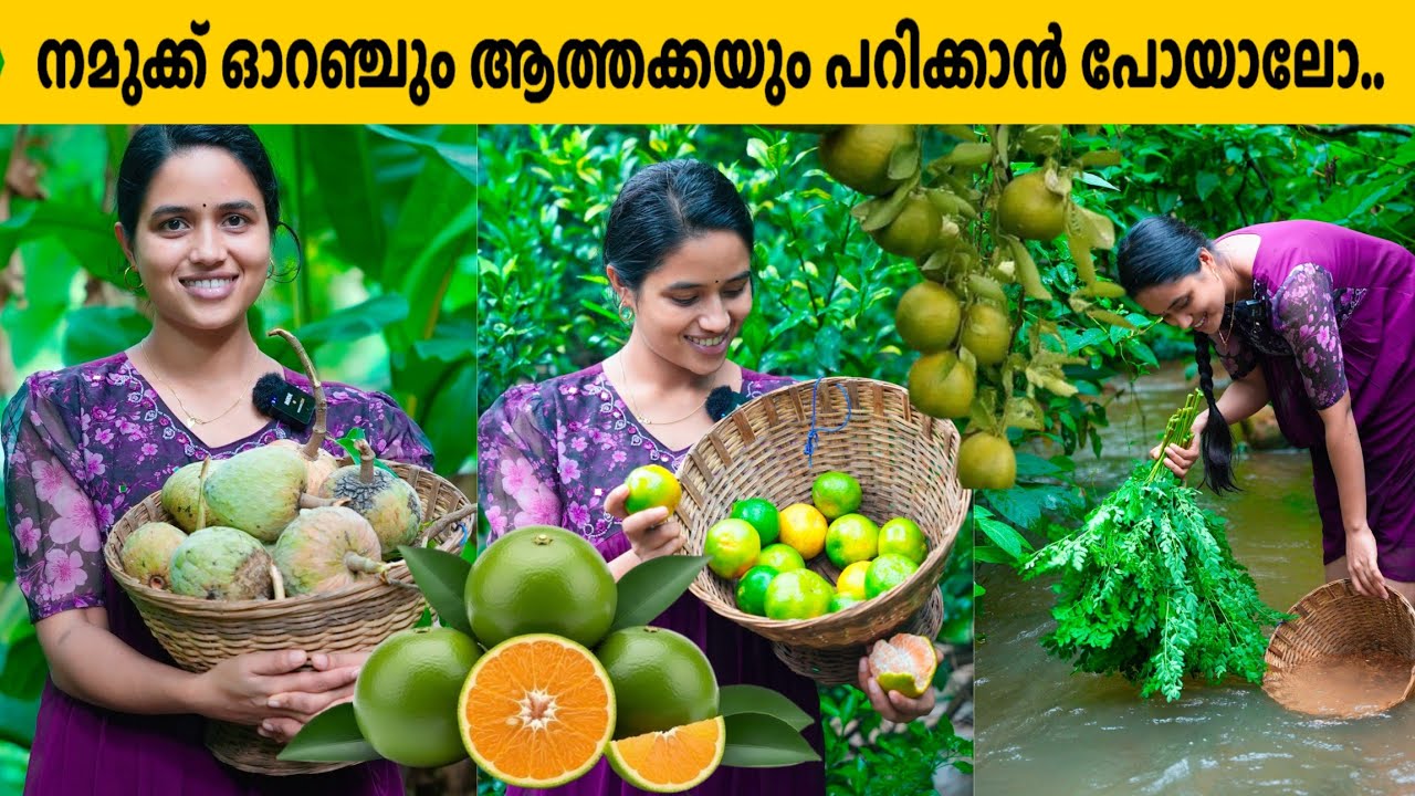 നമ്മുക്ക് ഓറഞ്ചും ആത്തക്കയും പറിക്കാൻ പോയാലോ....  