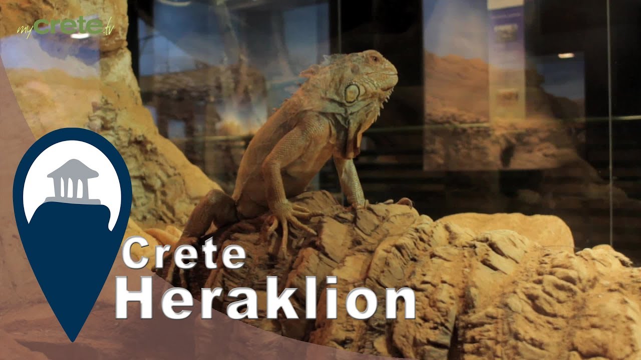 Crete | The Natural History Museum of Crete in Heraklion - YouTube