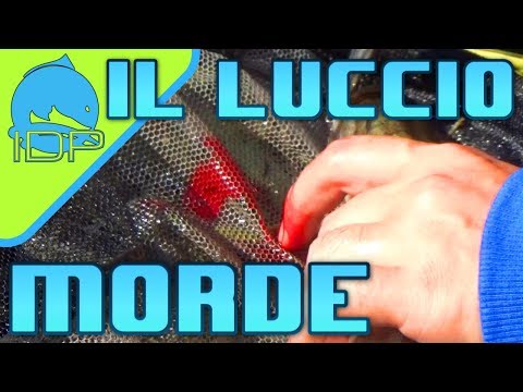 Video: Il Luccio Gorgoglia