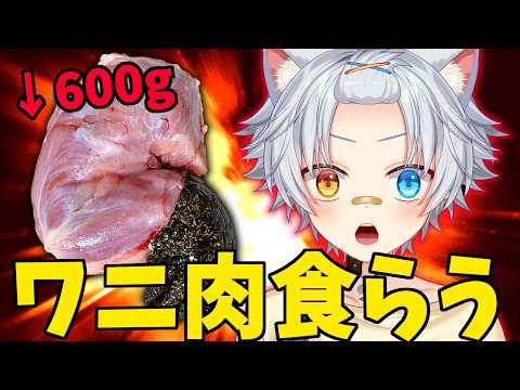 【手元配信】ワニ肉600g VS ぎんじろ。【Vtuber】