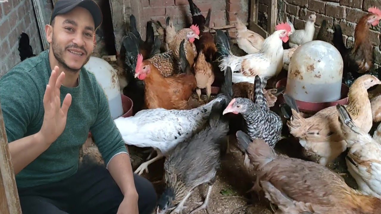 كم تأكل الفرخة البلدى من العلف من عمر يوم حتى إنتاج البيض أحسب مشروعك كويس