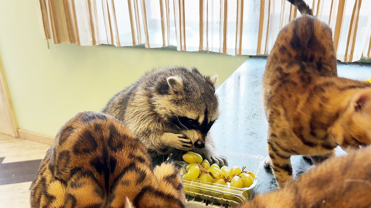 Енот нашел виноград, который купила для него Галина.