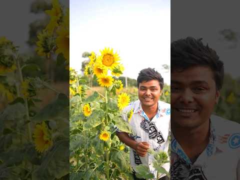 Видео: Sunflower 