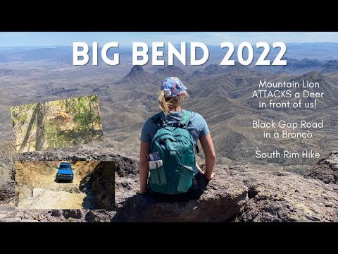 Mountain Lion ATTACKS Deer | Black Gap Road in a Bronco | Big Bend National Park [2022]