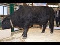 Оценка быка галловейской породы Мясной скот
