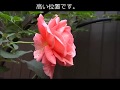 高い位置のキスミーと挿し木のMcCartneyローズ（RISの園芸日記）