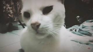 Snowbell The Cat Intro