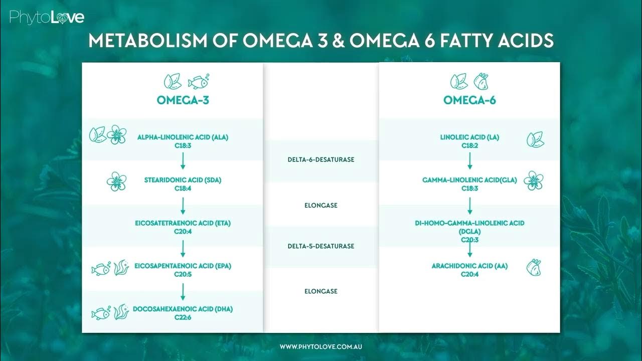 Ahiflower Omega Metabolism How Does it Compare to Flax, Chia, Fish and Algal Oils? YouTube