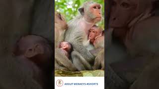 Too Much Love A Big Child Monkey Is Still Breastfed By Mom