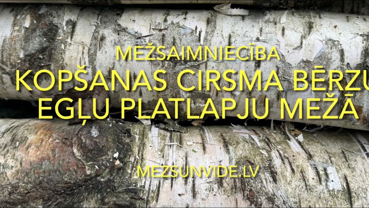 Pirmās kopšanas cirsmās plānošana un izpilde bērzu-egļu-platlapju mežā.