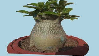 Adenium Bonsai Secrets of Massive Caudex,Thick Canopy and More Flowers
