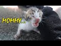 Rescue baby kitten ! Will a mother cat breastfeed another baby kitten ?