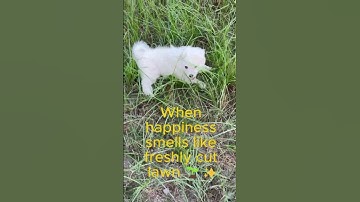 Pomeranian Puppy Enjoys a Sunny Day in the Garden 🌞🐕 Cute Puppy Will Melt Your Heart ❤️ 🐶💚#CutePuppy