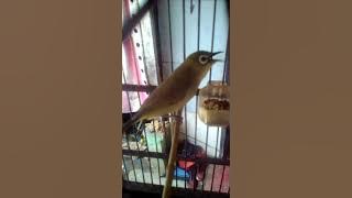 Pleci dakbal isian kenari # Dakbal lupa Ktp # Pleci dakun Bali # Dakbal juragan Haura