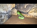 Green Frog From Costa Rica 🐸🌿🌞Rana Verde