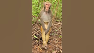 Power of unity 💪 - Best Example 🤣 Funny Whatsapp Status ~ @mohaknarang ~ Dushyant Kukreja #shorts