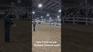 Watch the sale live on our channel now! #horse #farmauction #horseauction