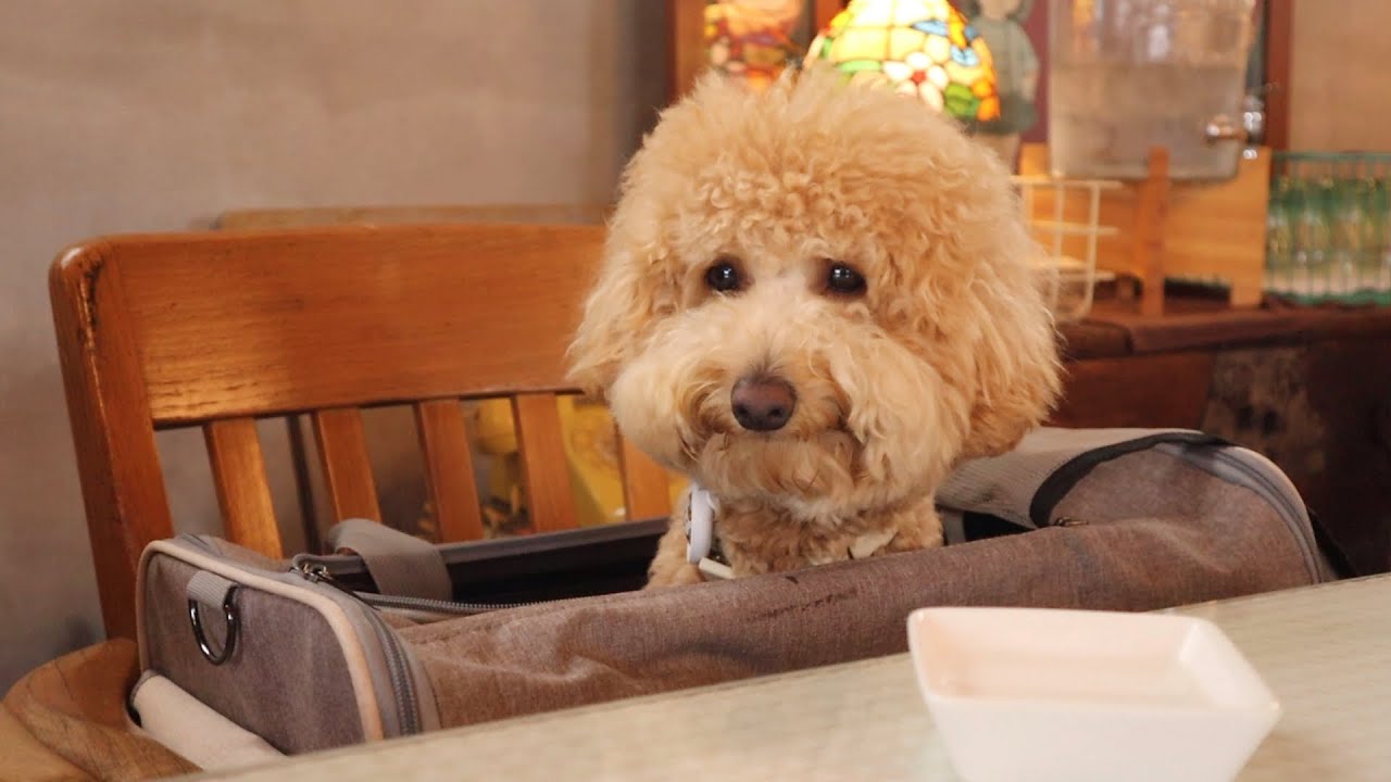 강아지와 첫 제주여행 브이로그ㅣ애견동반 숙소, 맛집, 카페, 관광지 공유합니다!