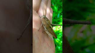 Brincadeira dos insetos #insects #animals #nature #shorts