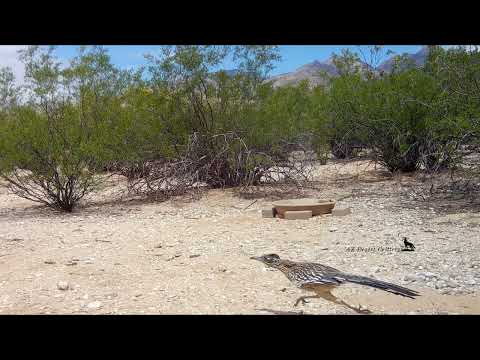 Roadrunner chases a lizard