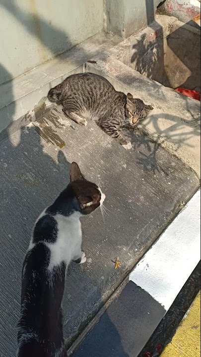 Takut Sampai Terkencing-kencing🤣#shorts