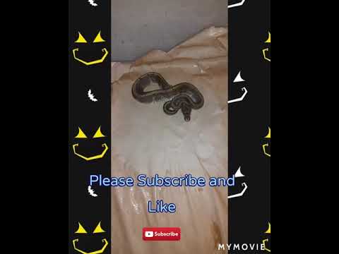 2 new ball pythons